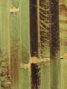 bambus obloga